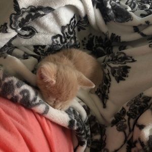 Meet your Posher, Madison